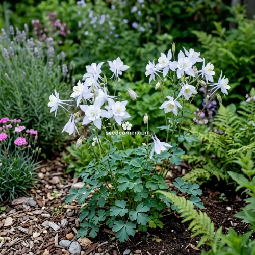 Columbine Crystal Star Aquilegia Caerulea Seeds 