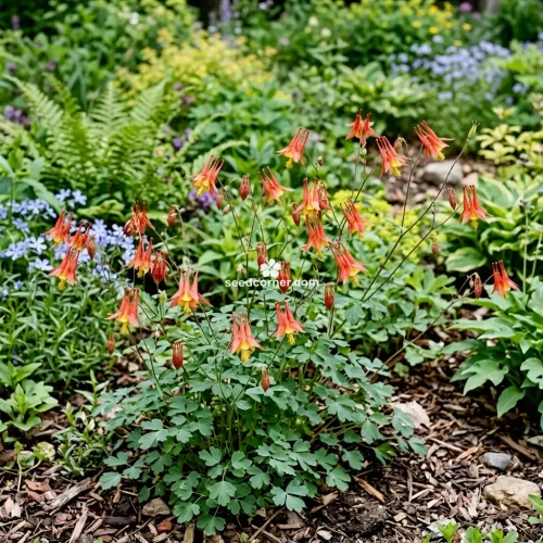 Columbine Eastern Red Aquilegia Canadensis Seeds