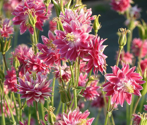 Columbine Nora Barlow Pink Aquilegia Vulgaris Seeds