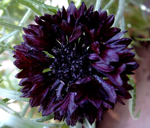 Cornflower Black Ball Centaurea Cyanus Seeds 