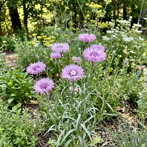 Cornflower Mauve Centaurea Cyanus Seeds 