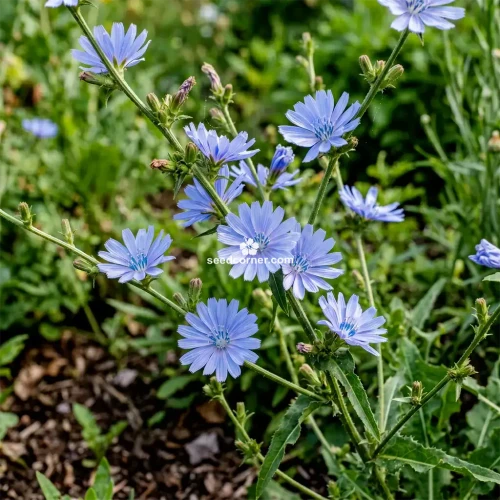  Chicory Cichorium Intybus Seeds 