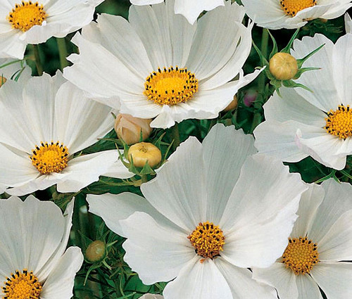 Cosmos Sonata White Dwarf Cosmos Bipinnatus Seeds