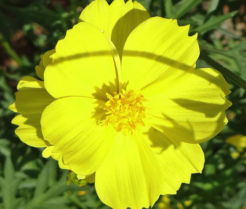 Cosmos Sulphur Ladybird Yellow Dwarf Cosmos Sulphureus Seeds