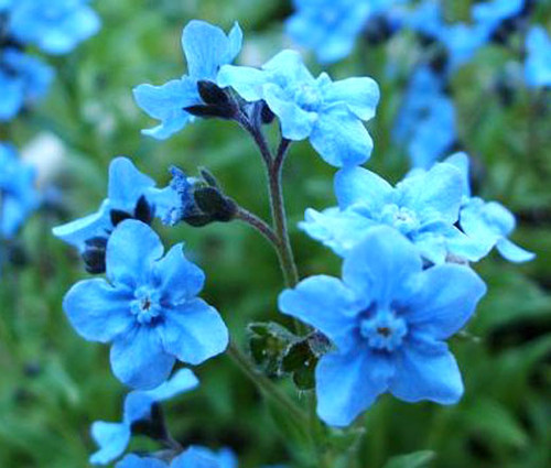 Forget Me Not Woodland 700 Seeds (Myosotis sylvatica) Heirloom Open po