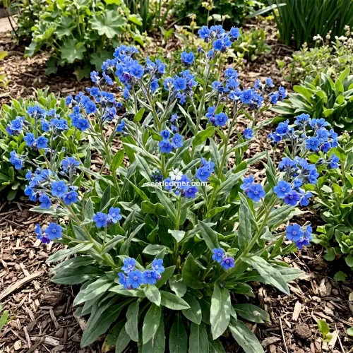 Forget Me Not Chinese Cynoglossum Amabile Seeds