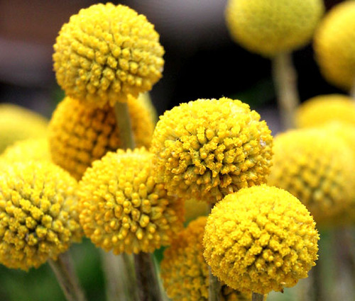 Craspedia Billy Buttons Craspedia Globosa Seeds