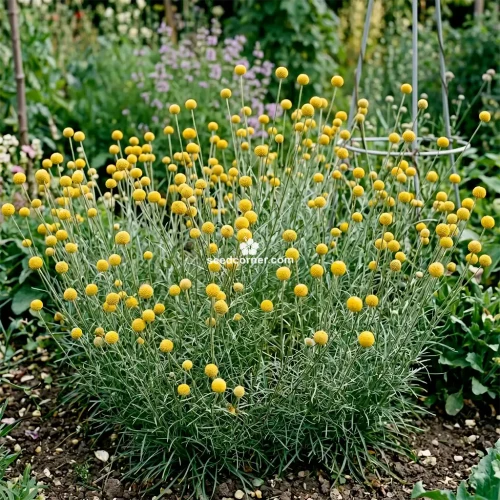 Craspedia Billy Buttons Craspedia Globosa Seeds