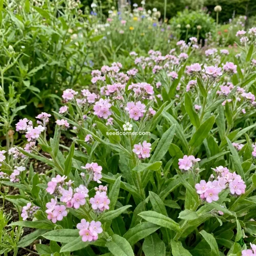 Forget Me Not Chinese Pink Cynoglossum Amabile 