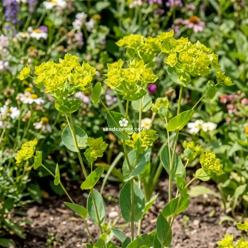 Hare's Ear Bupleurum Rotundifolium Griffithii Seeds