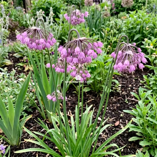 Nodding Pink Onion Allium Cernuum Seeds