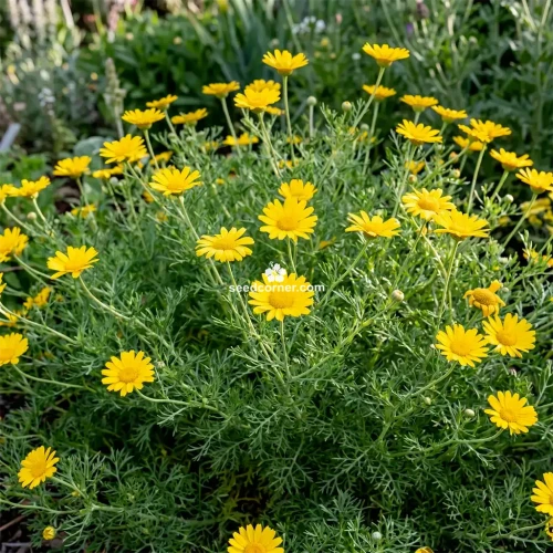 Palm Springs Daisy Cladanthus Arabicus Seeds 