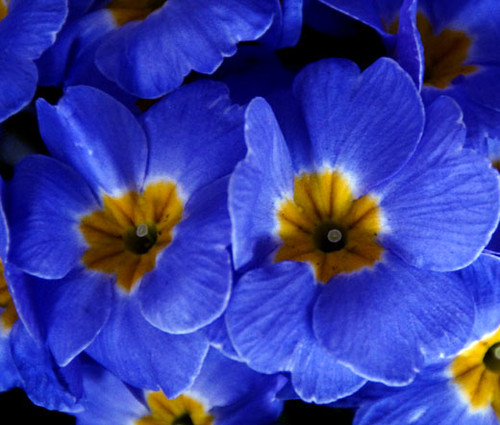 Primrose English Accord Blue Primula Vulgaris Seeds 