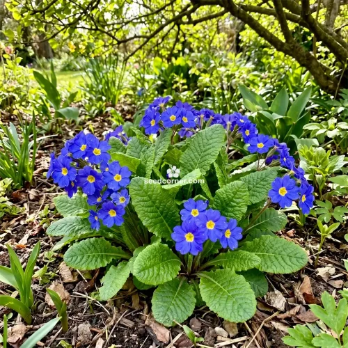 Primrose English Accord Blue Primula Vulgaris Seeds 