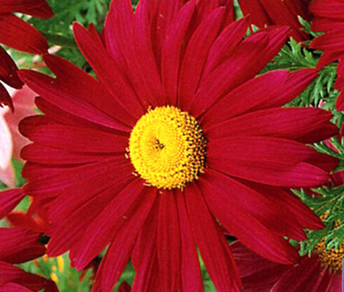 Pyrethrum Red Chrysanthemum Coccineum Seeds