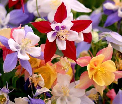 Columbine McKana Giants Aquilegia x Hybrida Seeds