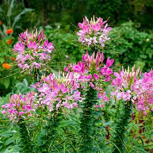Spider Flower Rose Queen Cleome Hassleriana Seeds