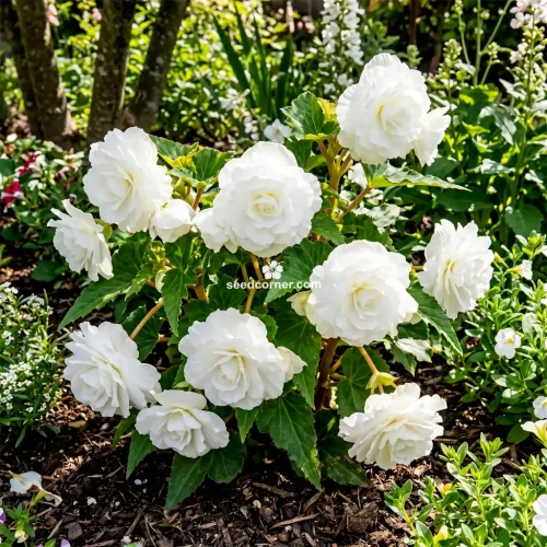 Begonia Tuberous Double White Begonia Tuberosa Seeds 
