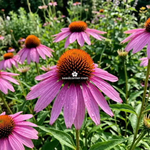 Coneflower Purple Echinacea Purpurea Seeds 