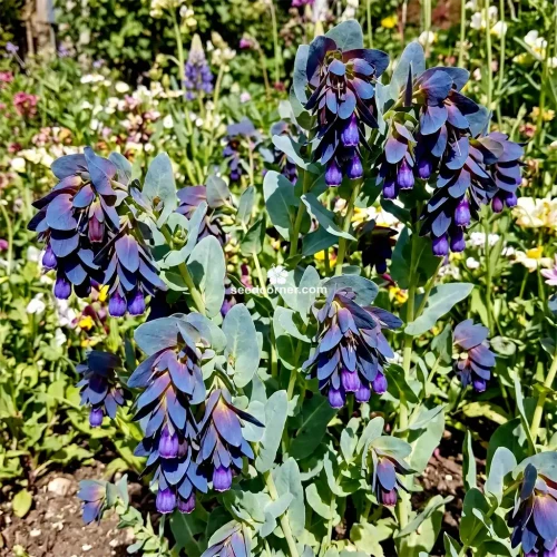 Honeywort Cerinthe Major Purpurascens Seeds