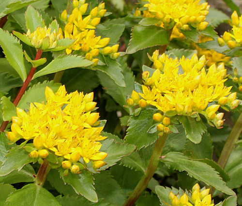 Sedum Aizoon Stonecrop Sedum Aizoon Seeds