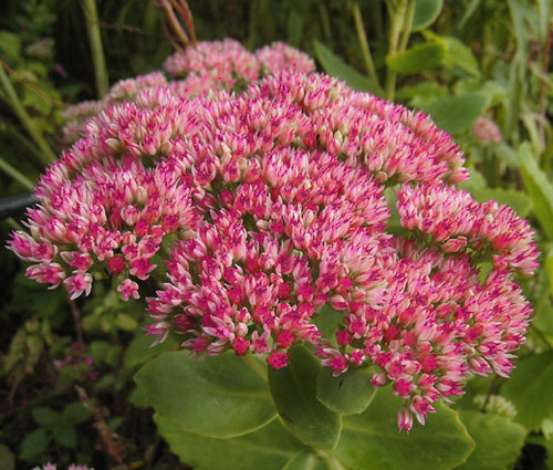 Sedum Emperor's Wave Stonecrop Sedum Telephium Seeds