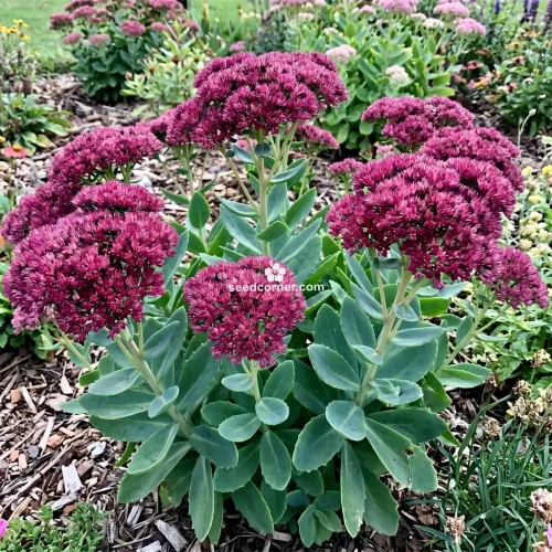 Sedum Emperor's Wave Stonecrop Sedum Telephium Seeds