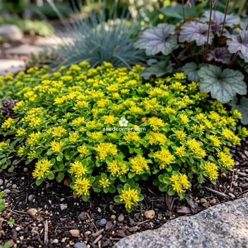 Sedum Yellow Stonecrop Sedum Ellacombianum Seeds 