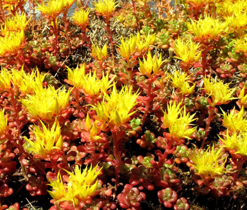 Sedum Oregon Stonecrop Sedum Oreganum Seeds