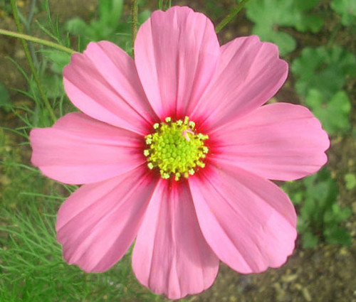 Cosmos Gloria Cosmos Bipinnatus Seeds