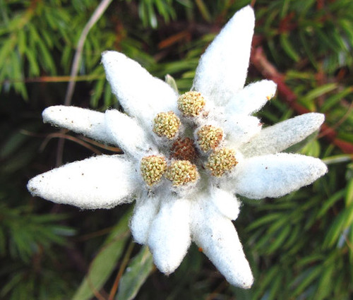 Edelweiss Leontopodium Alpinum Seeds