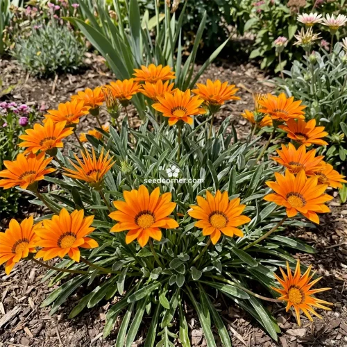 Gazania Garden Leader Orange Gazania Rigens Seeds 