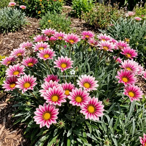  Gazania Garden Leader Pink Gazania Rigens Seeds