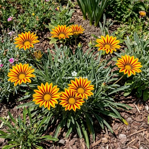 Gazania Garden Leader Red Striped Gazania Rigens Seeds