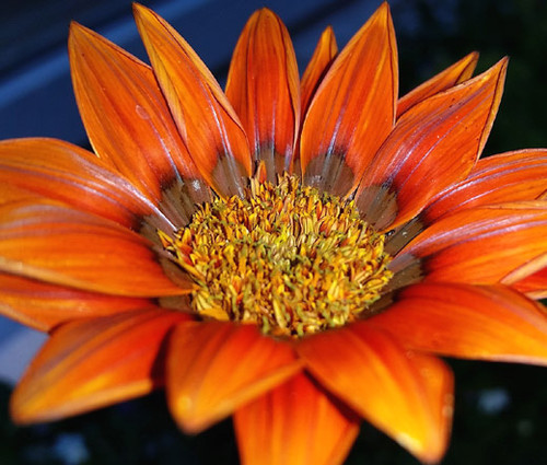 Gazania Kiss Bronze Gazania Rigens Seeds