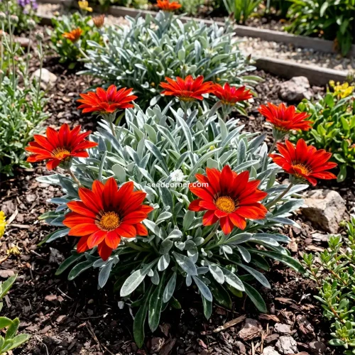 Gazania Kiss Frosty Red Gazania Rigens Seeds