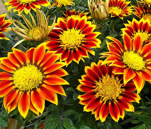 Gazania Kiss Golden Flame Gazania Rigens Seeds