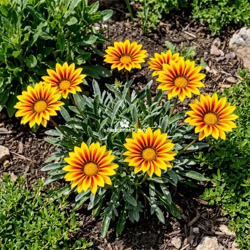Gazania Kiss Golden Flame Gazania Rigens Seeds