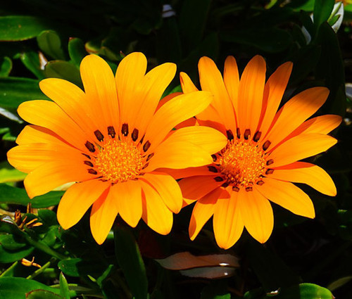 Gazania Kiss Orange Gazania Rigens Seeds 