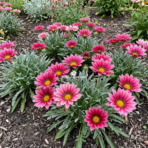 Gazania Kiss Rose Gazania Rigens Seeds