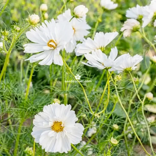 Cosmos Psyche White Cosmos Bipinnatus Seeds