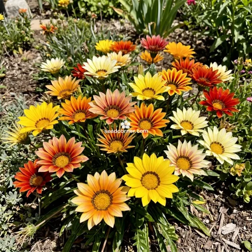 Gazania Mix Gazania Splendens Seeds 