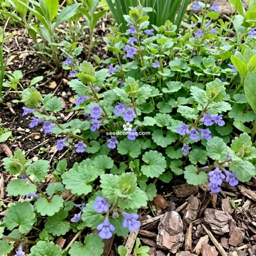 Ground Ivy Glechoma Hederacea Seeds