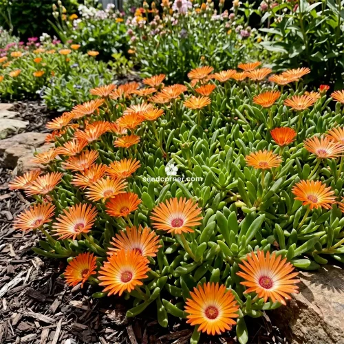 Ice Plant Gelato Orange Dorotheanthus Bellidiformis Seeds 