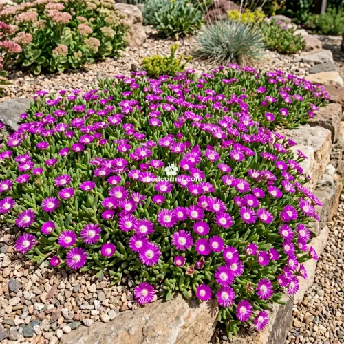  Ice Plant Purple Stardust Delosperma Floribunda Seeds