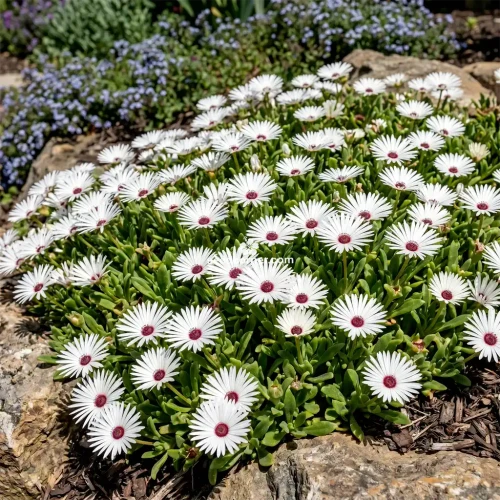 Ice Plant Gelato White Dorotheanthus Bellidiformis Seeds