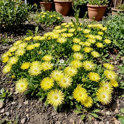 Ice Plant Gelato Yellow Dorotheanthus Bellidiformis Seeds