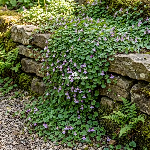 Kenilworth Ivy Cymbalaria Muralis Seeds