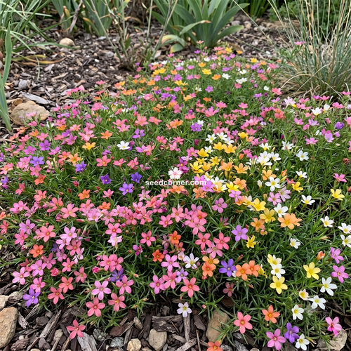 Leptosiphon French Hybrids Mix Leptosiphon Hybrida Seeds 