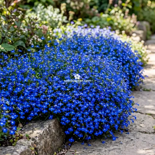  Lobelia Blue Carpet Lobelia Erinus Seeds